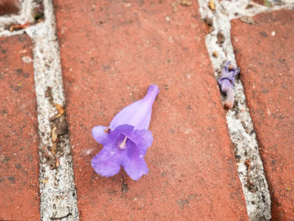 Coming Out, Like a Flower